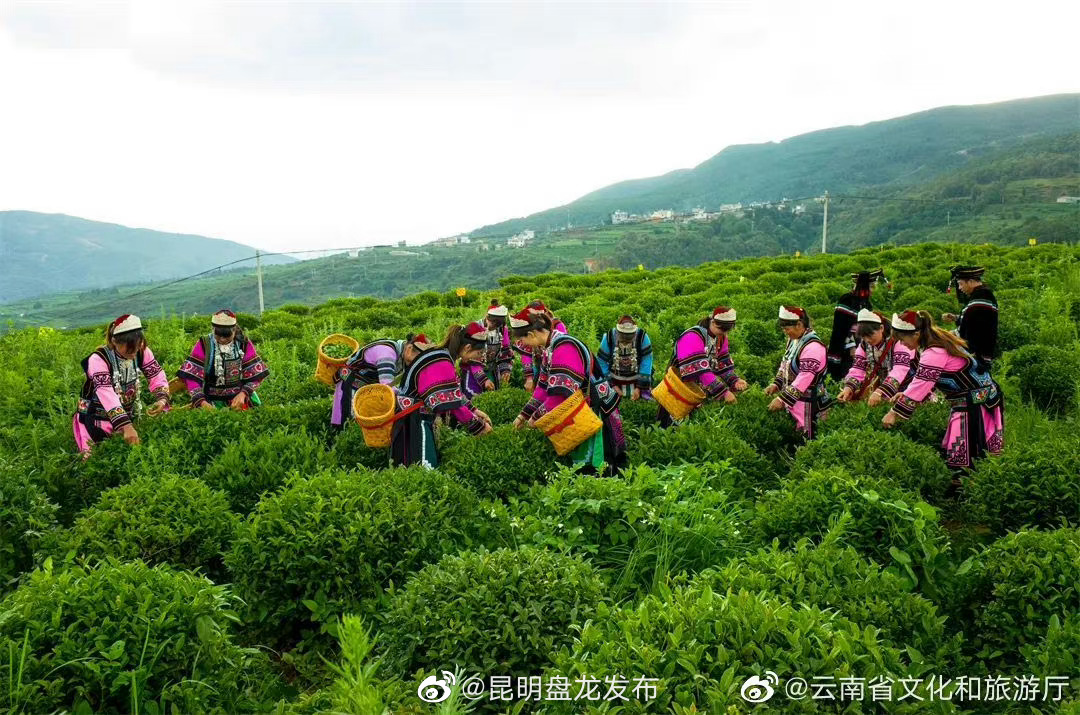 昆明盘龙发布