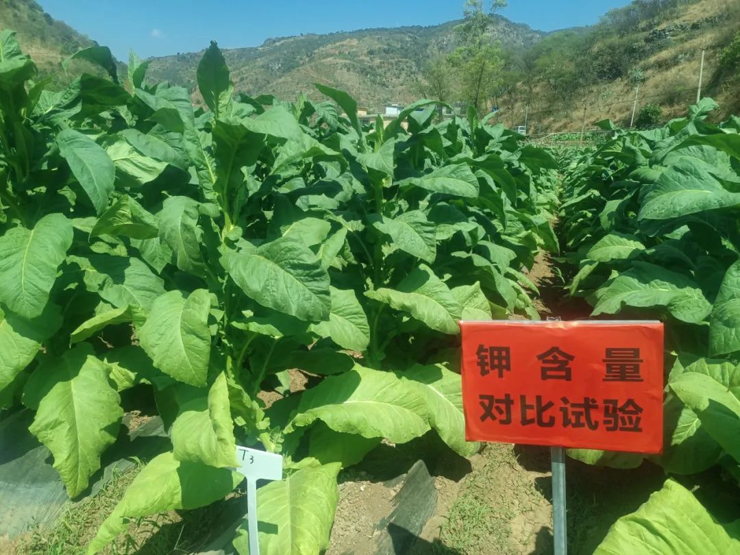 丽江日报