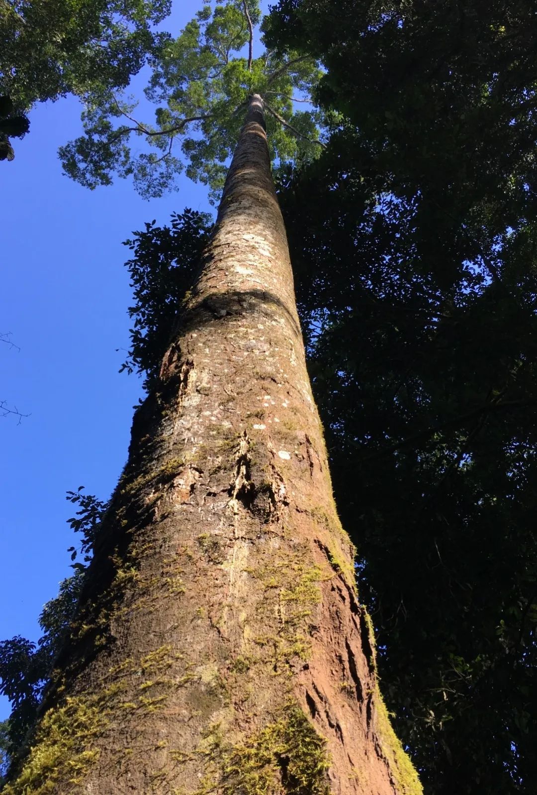 西双版纳望天树景区