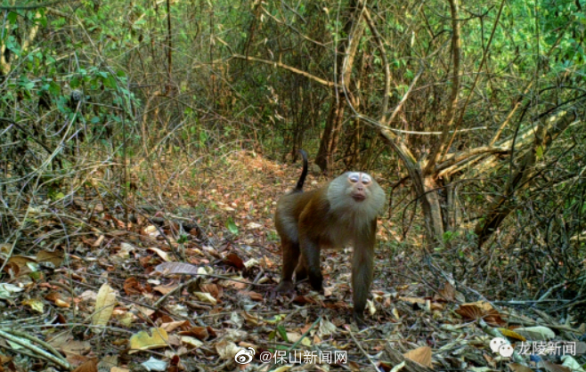 保山新闻网