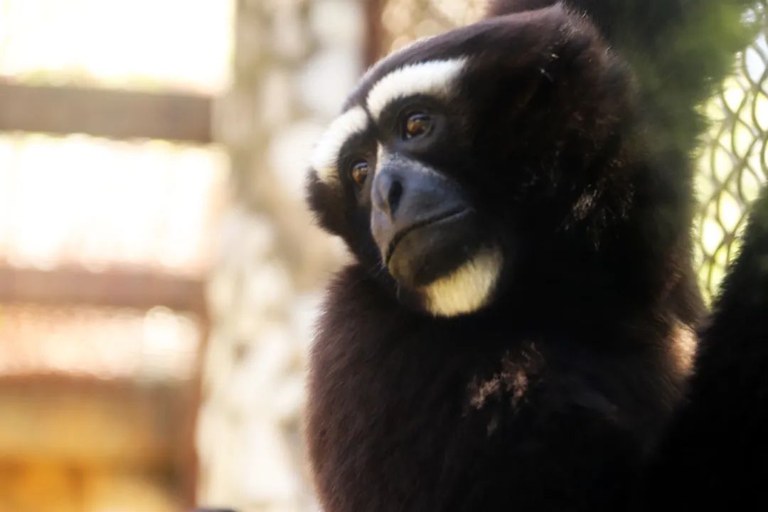 云南野生动物园