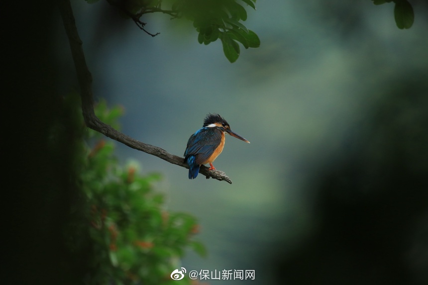 保山新闻网
