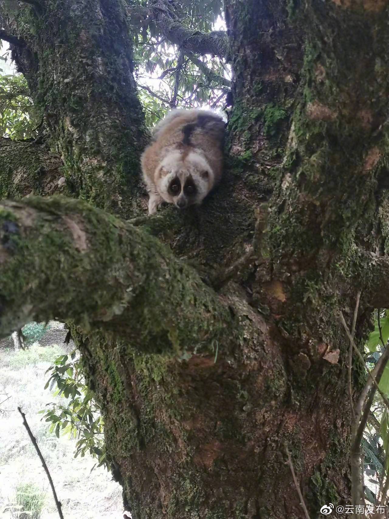 临沧永德民警放归迷途蜂猴