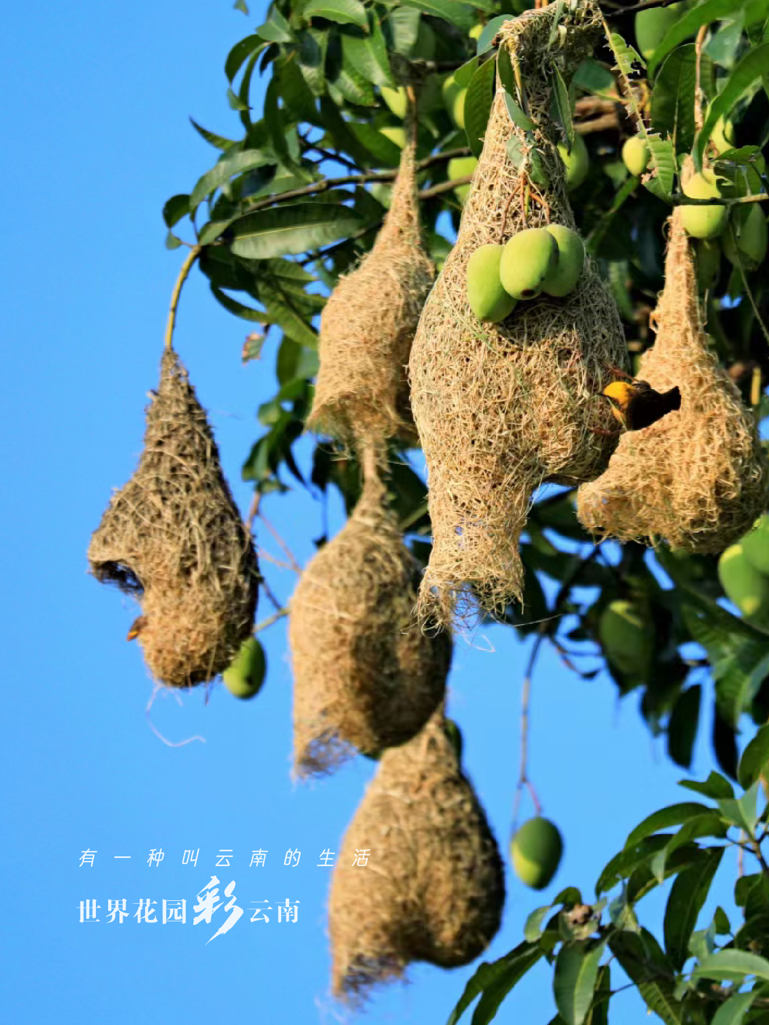 云南省文化和旅游厅