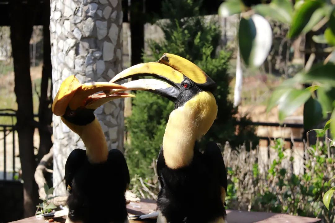 云南野生动物园