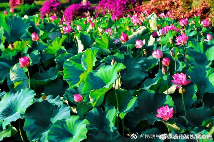 昆明经济技术开发区管委会