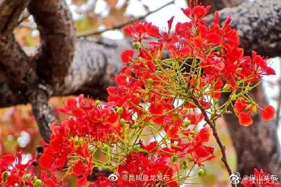 昆明盘龙发布