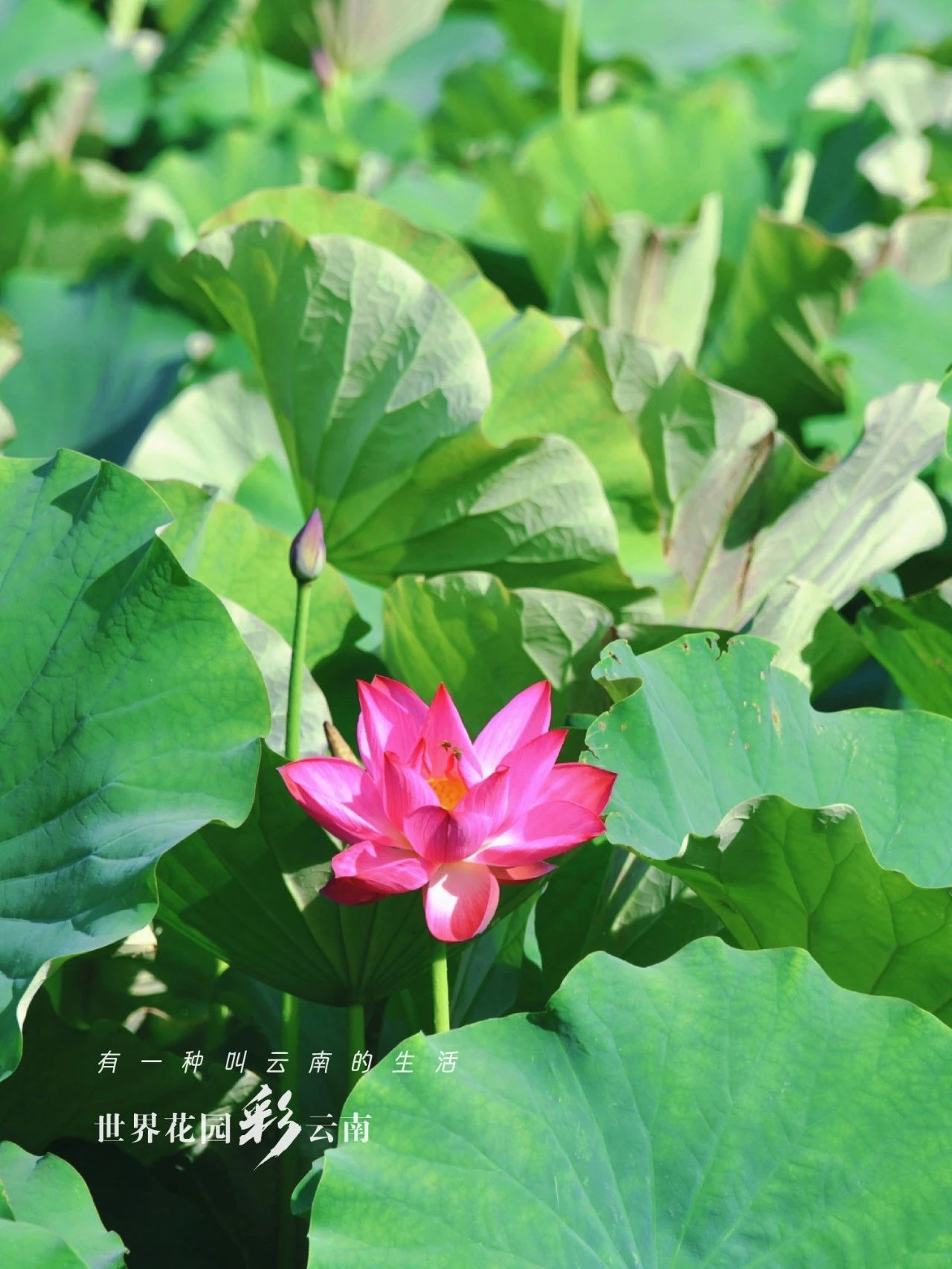 云南省文化和旅游厅