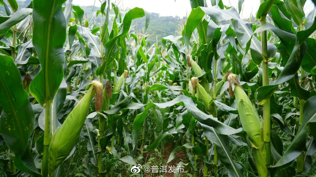 普洱发布