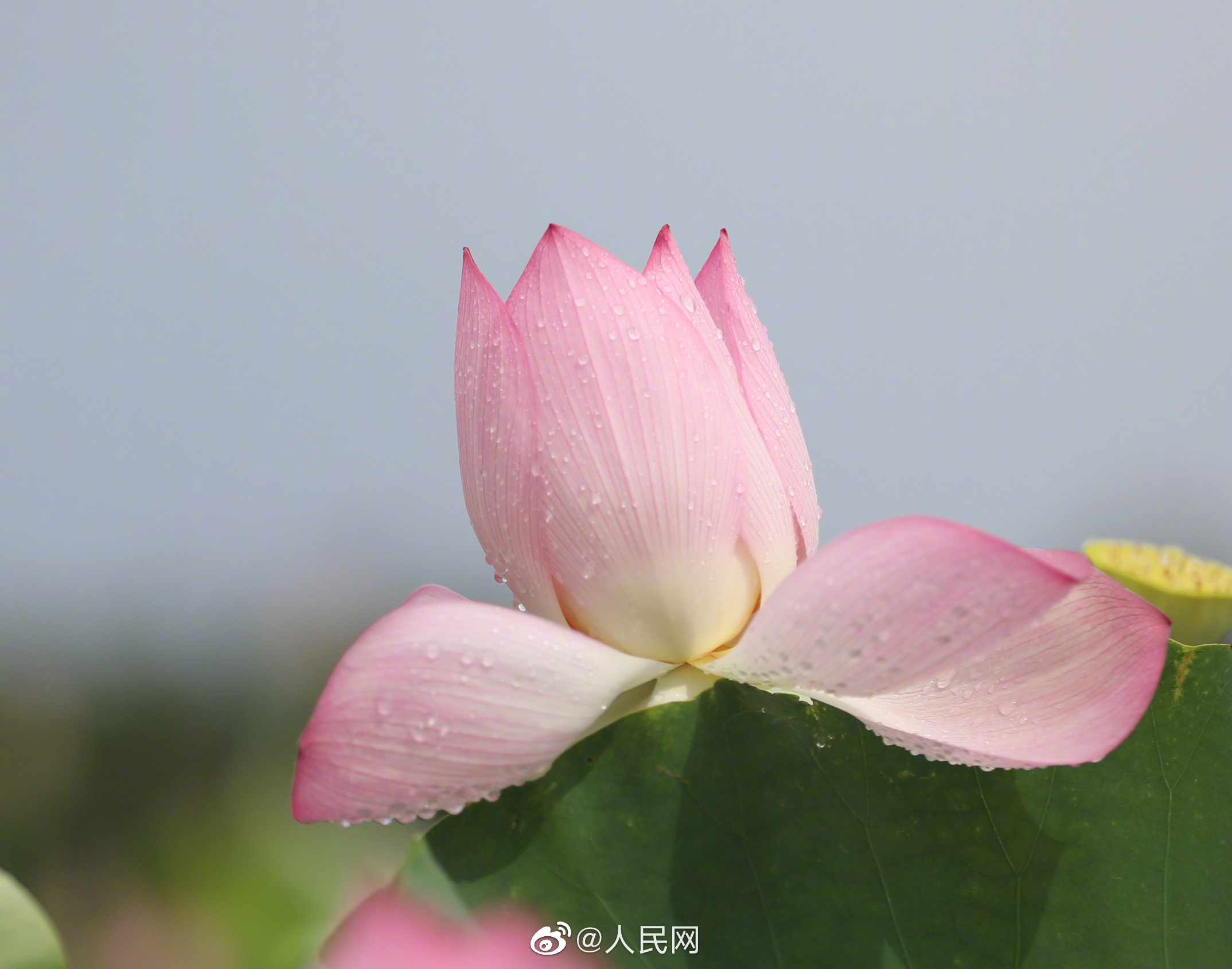 人民网