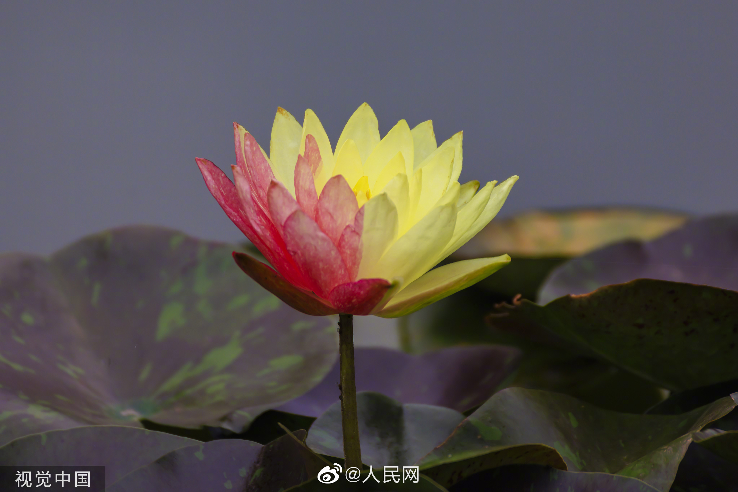 人民网