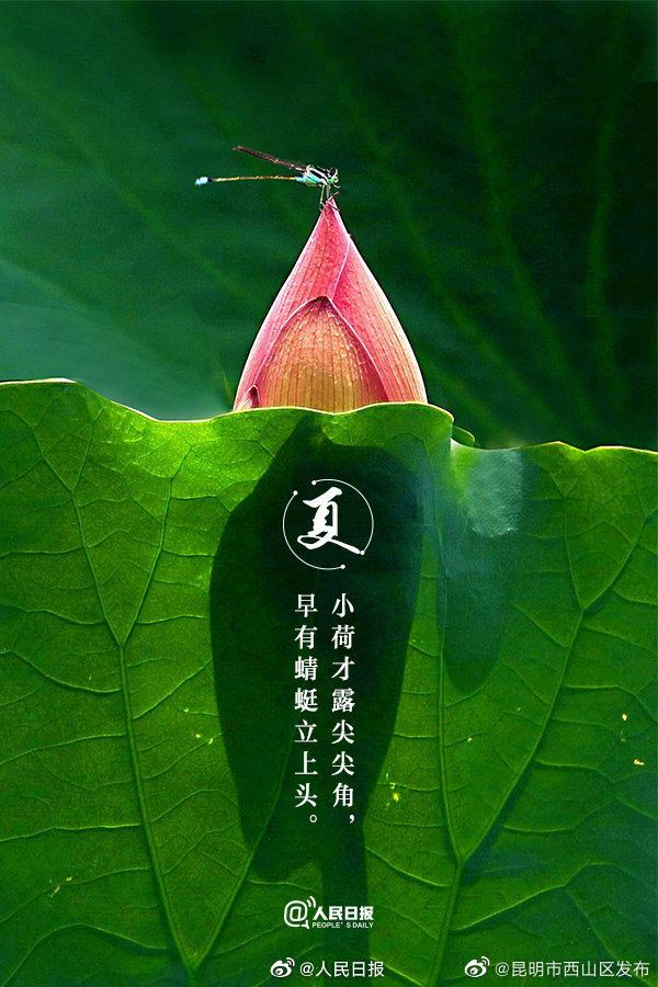 昆明市西山区发布