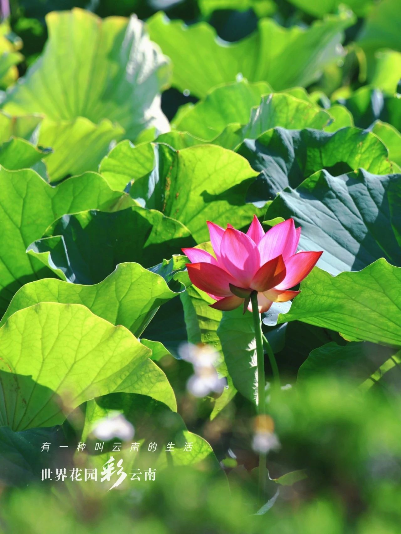 云南省文化和旅游厅