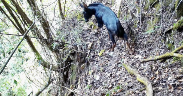 罕见！酷似麒麟的瑞兽中华鬣羚现身保山