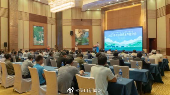 2023年灵山奶水牛推介会在腾冲举办