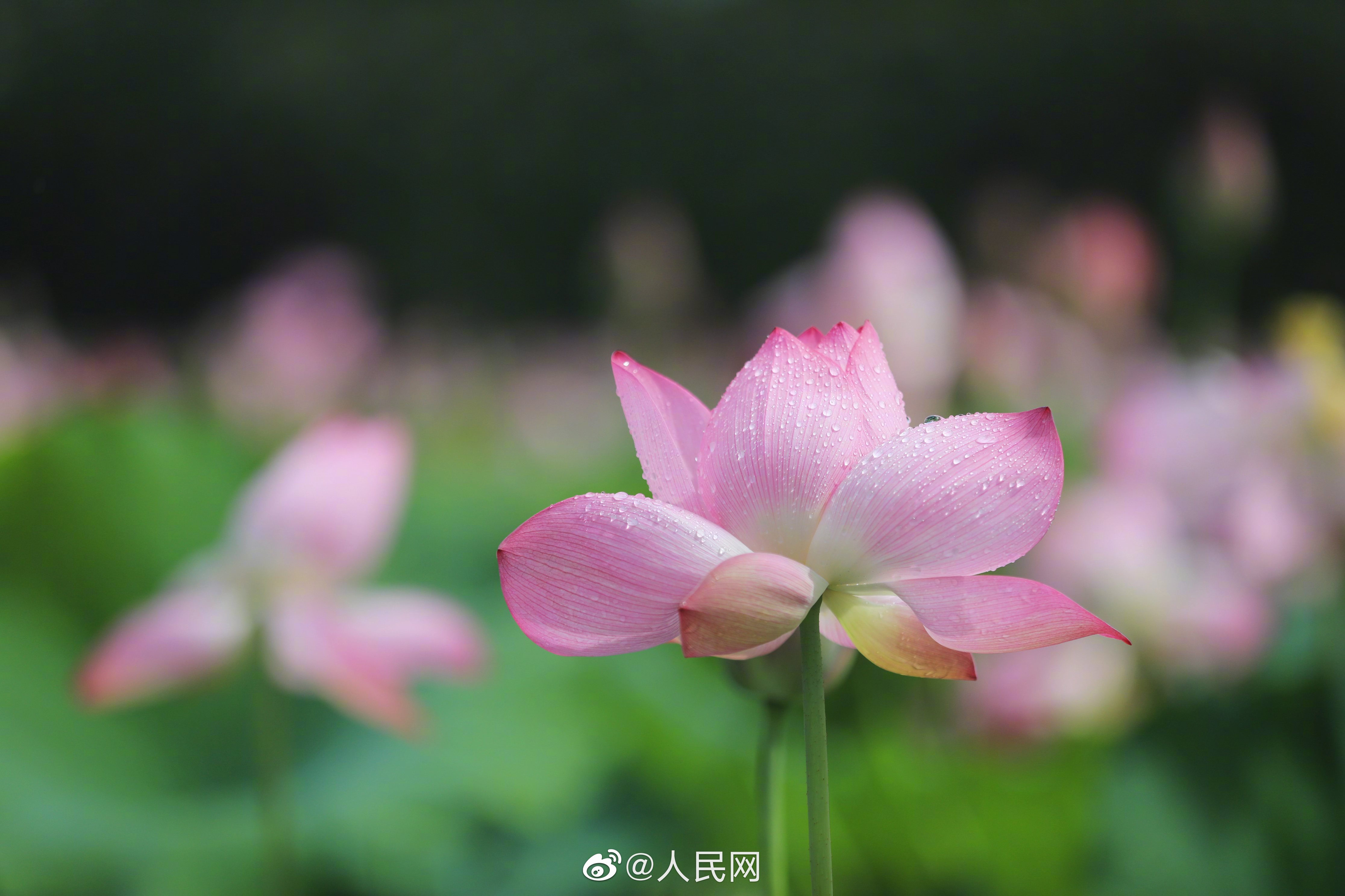人民网