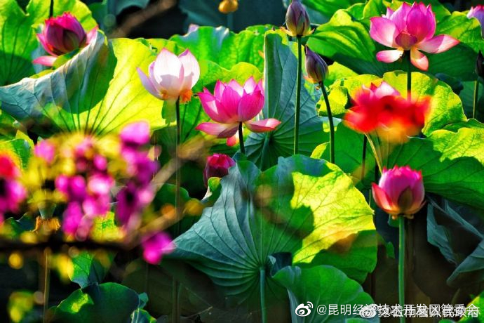 昆明经济技术开发区管委会