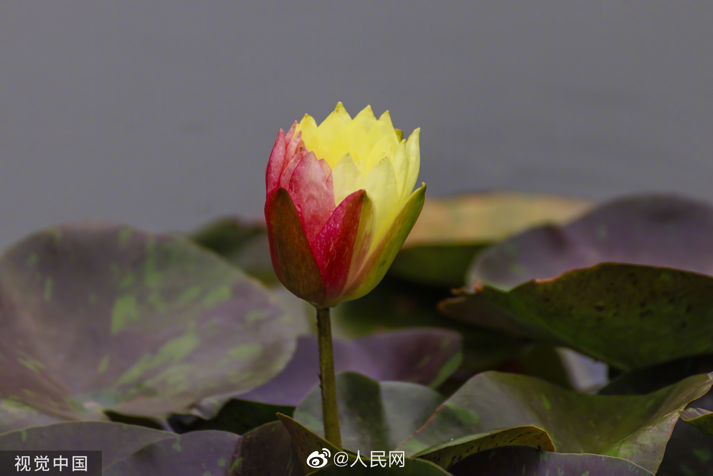 人民网