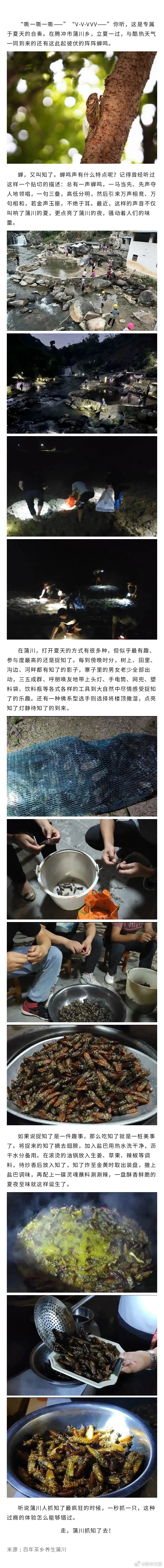 腾冲蒲川的夏夜里，空气中都是知了味~