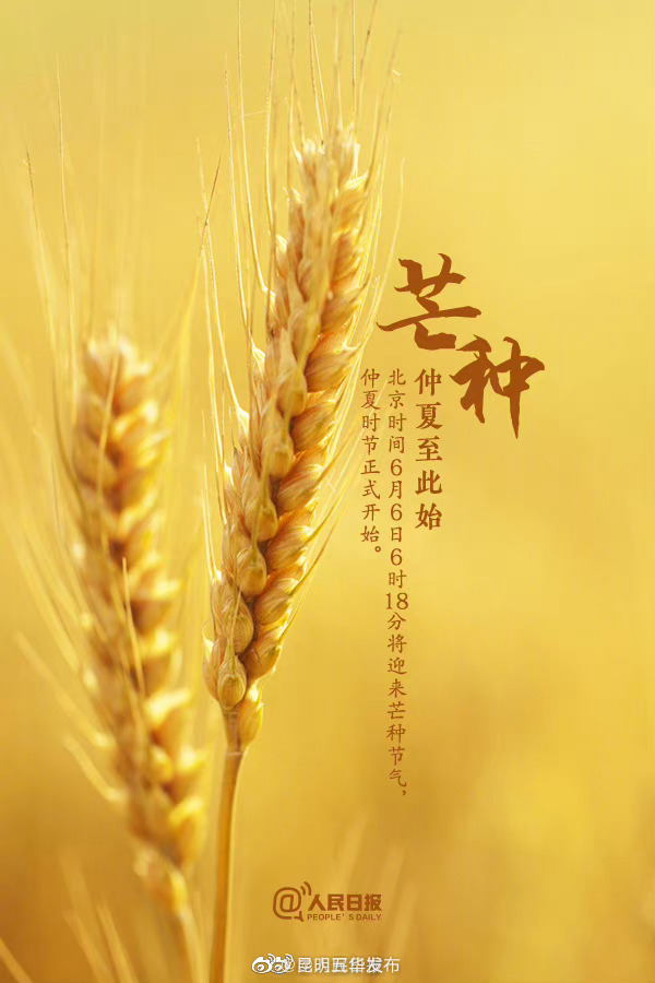 今日，芒种