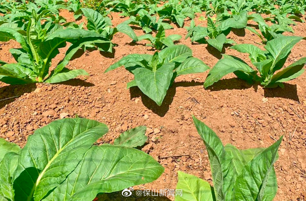保山新闻网