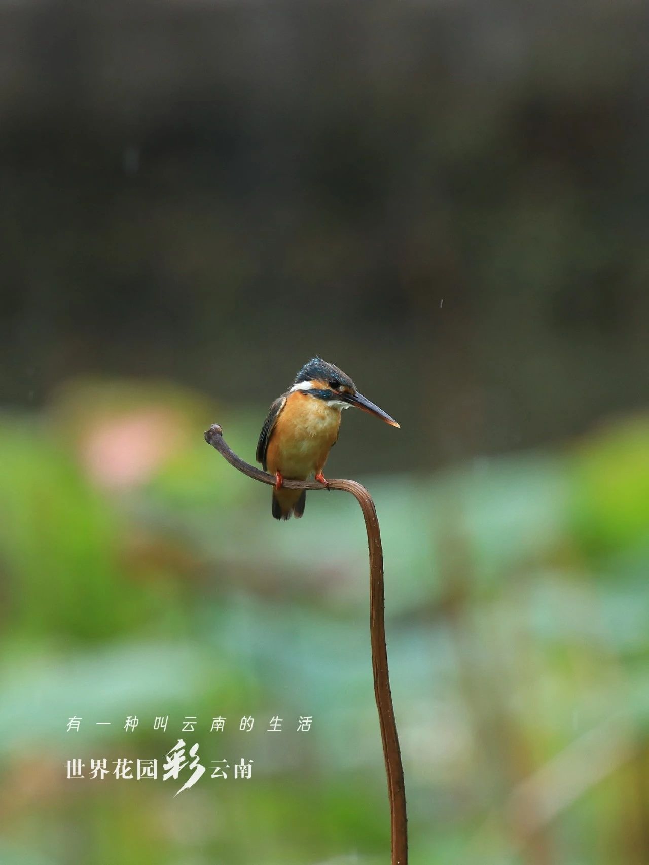 云南省文化和旅游厅
