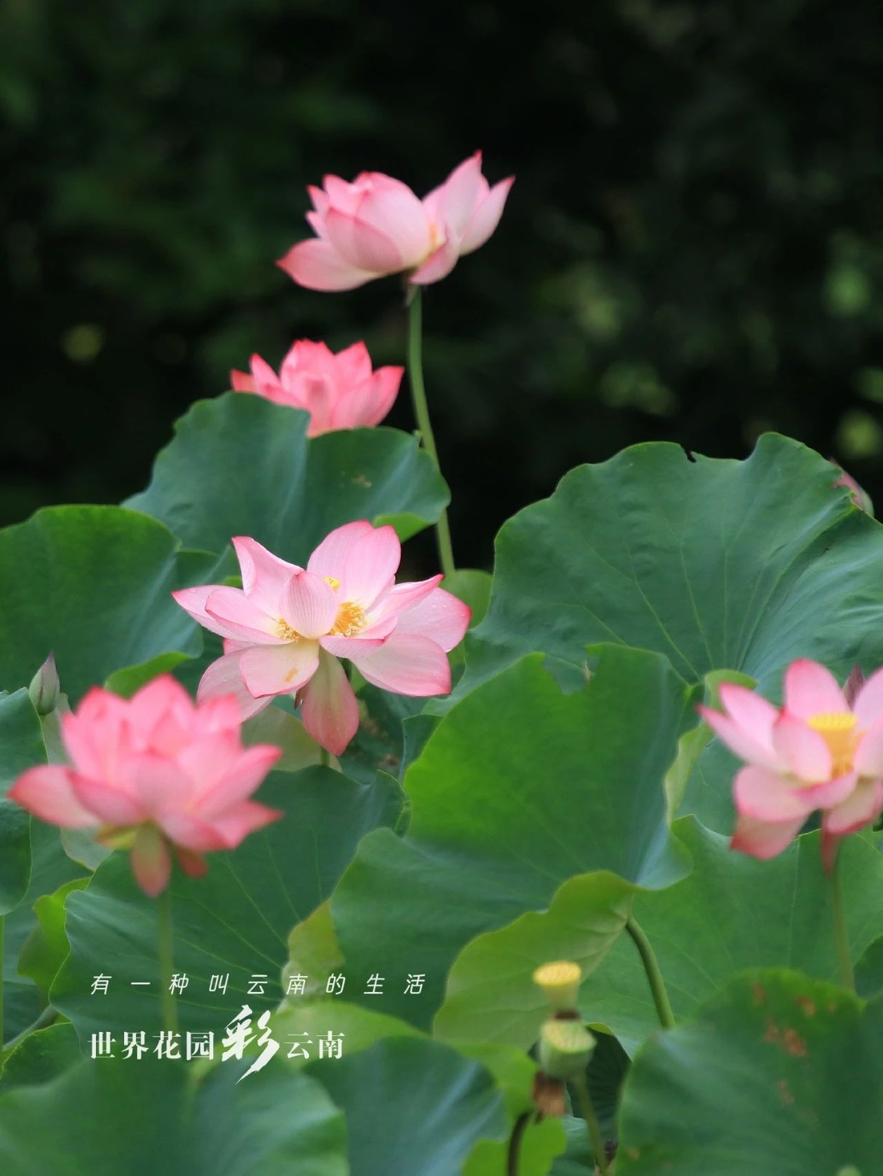 云南省文化和旅游厅