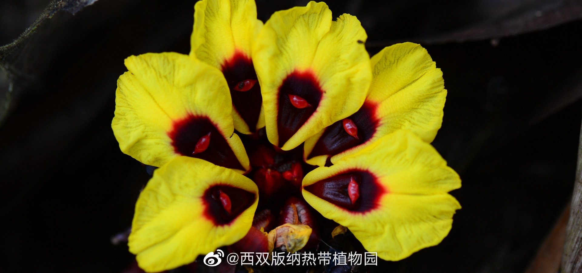 西双版纳热带植物园