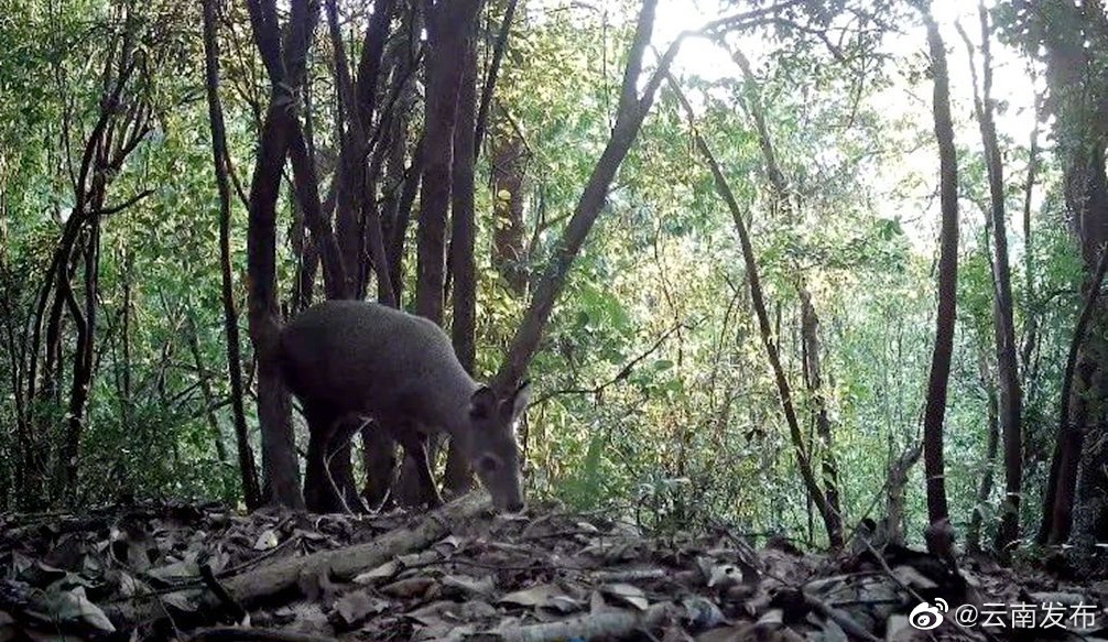 珍贵！国家一级重点保护动物林麝现身云南景东