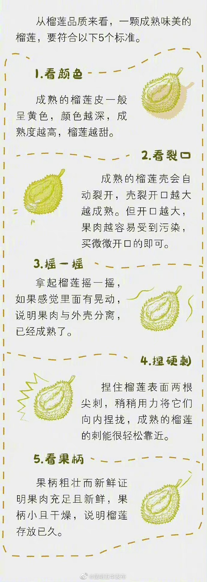 刺间距大的榴莲入手不亏