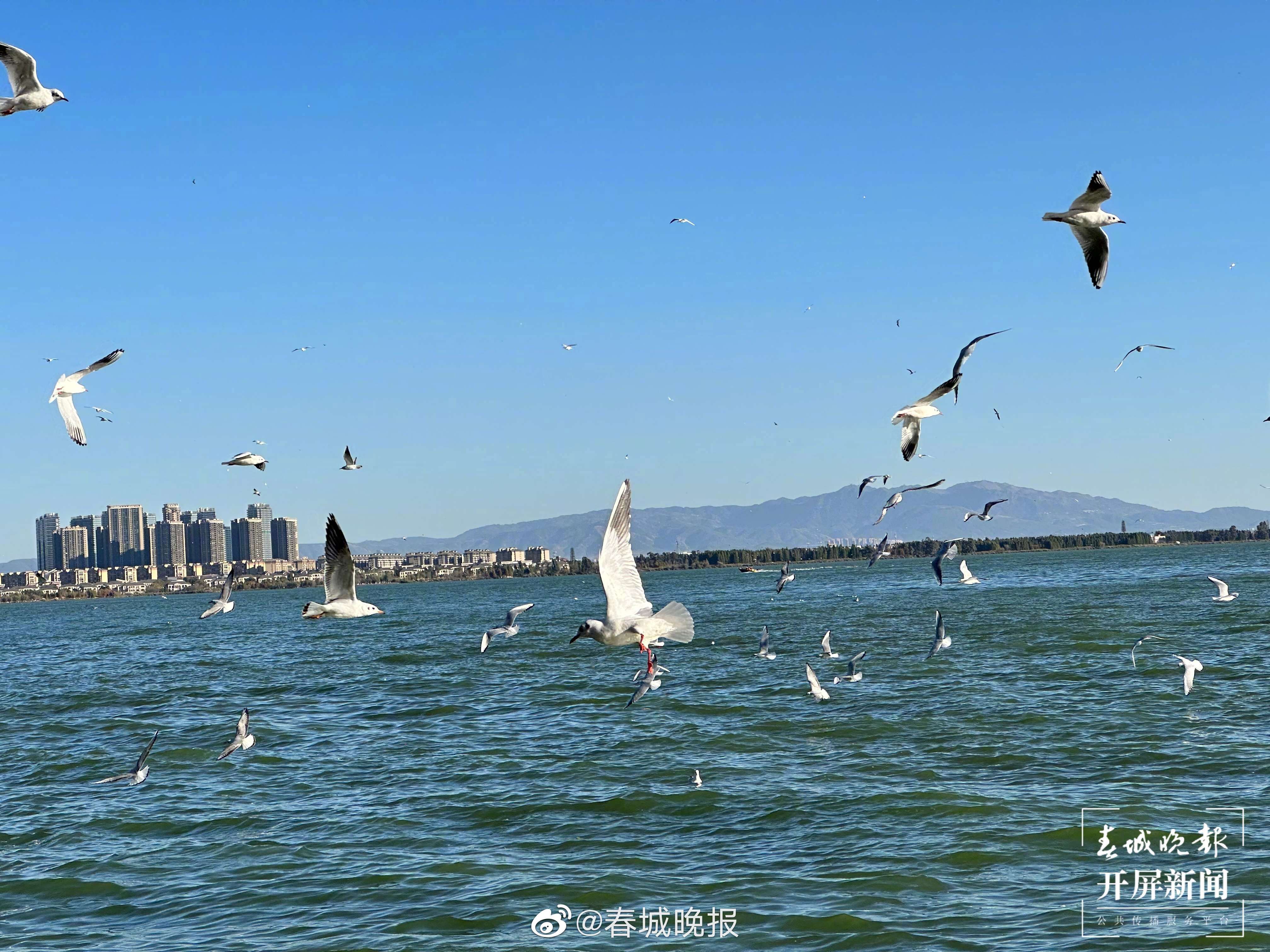 二次听证！文明观鸥规定拟新增处罚条款