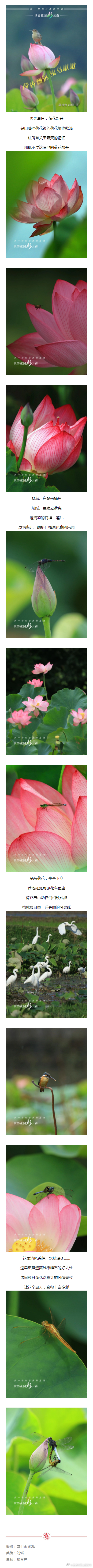 世界花园彩云南丨荷香飘远 虫鸟啾啾