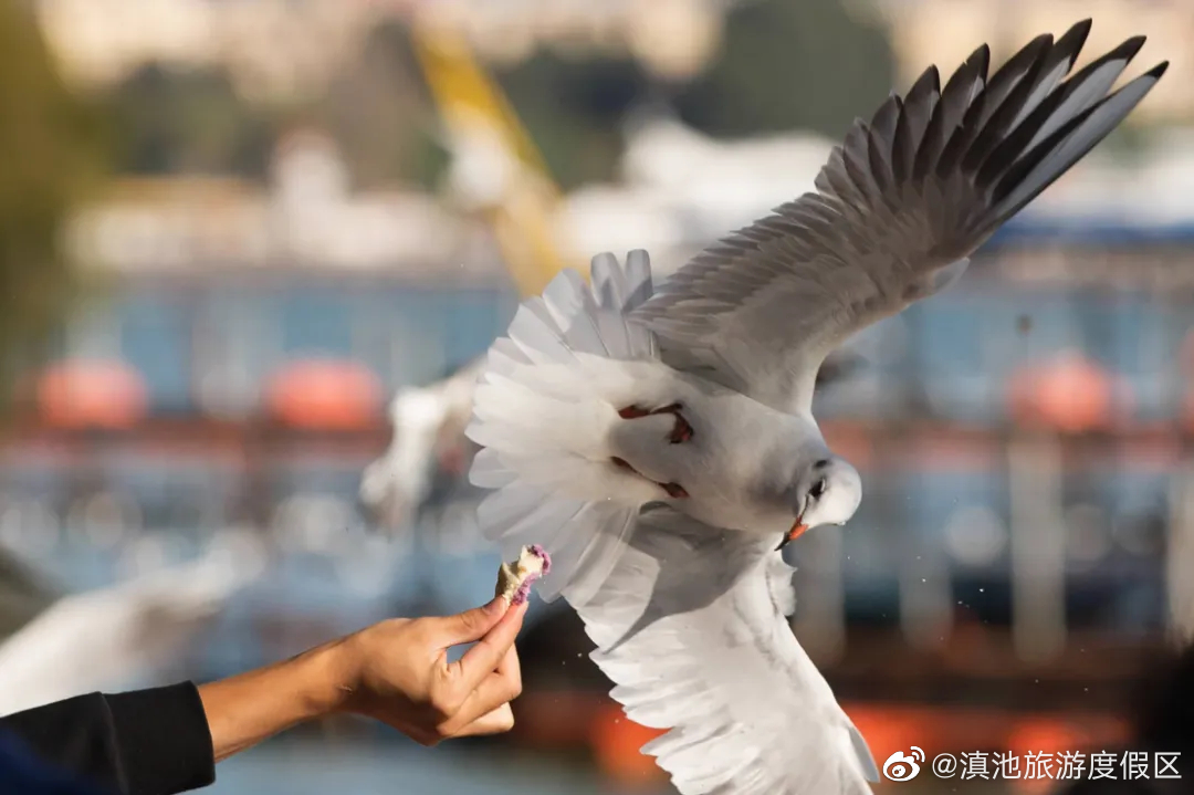 即将听证！猎捕猎杀红嘴鸥 最高拟罚2万元