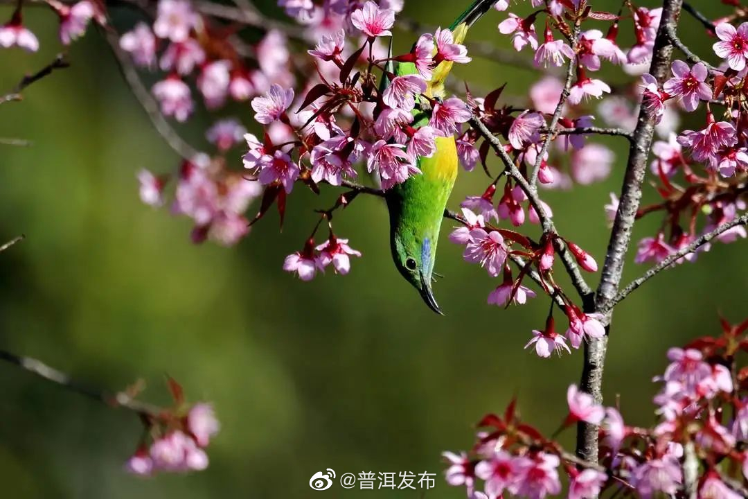 普洱发布