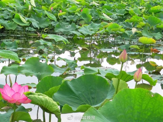 春城晚报