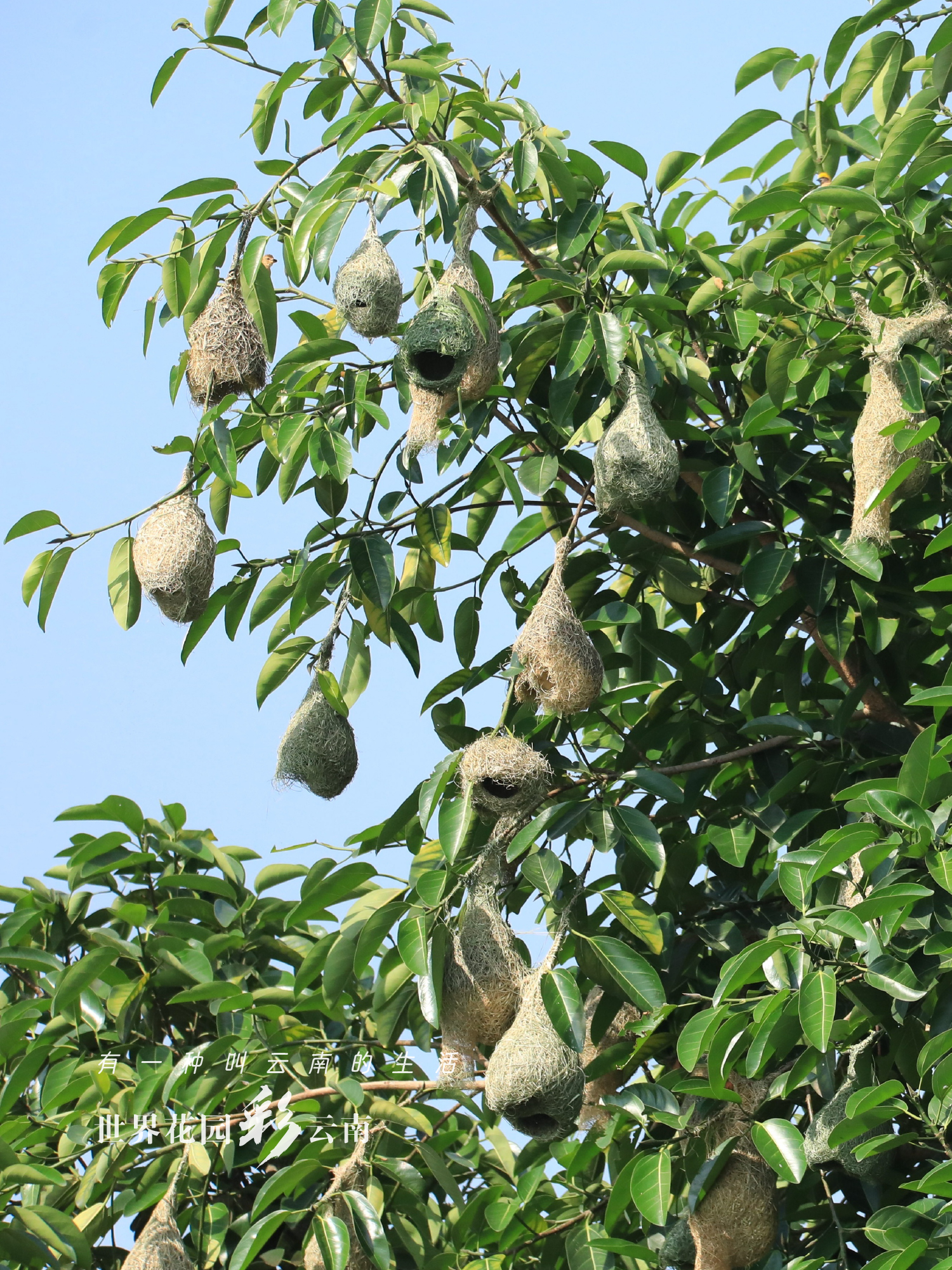 云南省文化和旅游厅