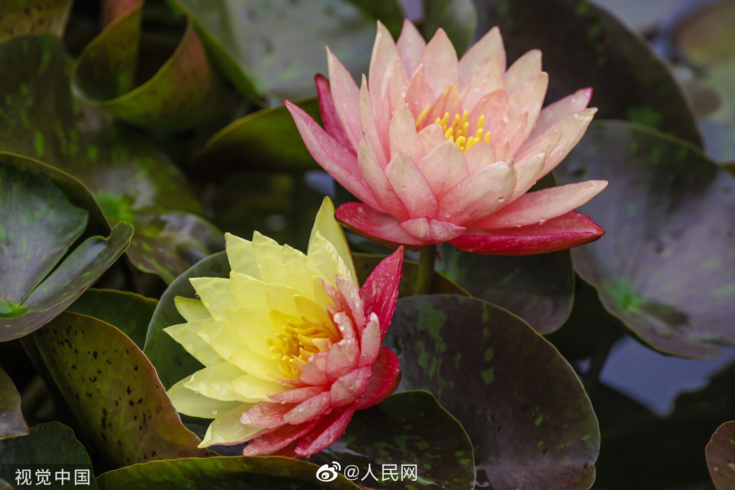 人民网