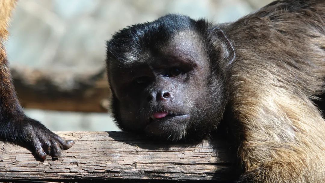 云南野生动物园