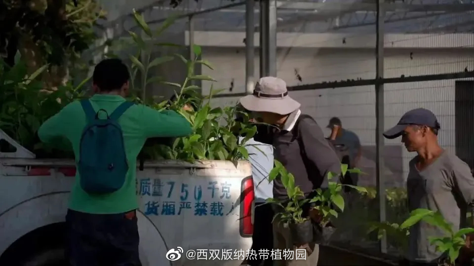 西双版纳热带植物园