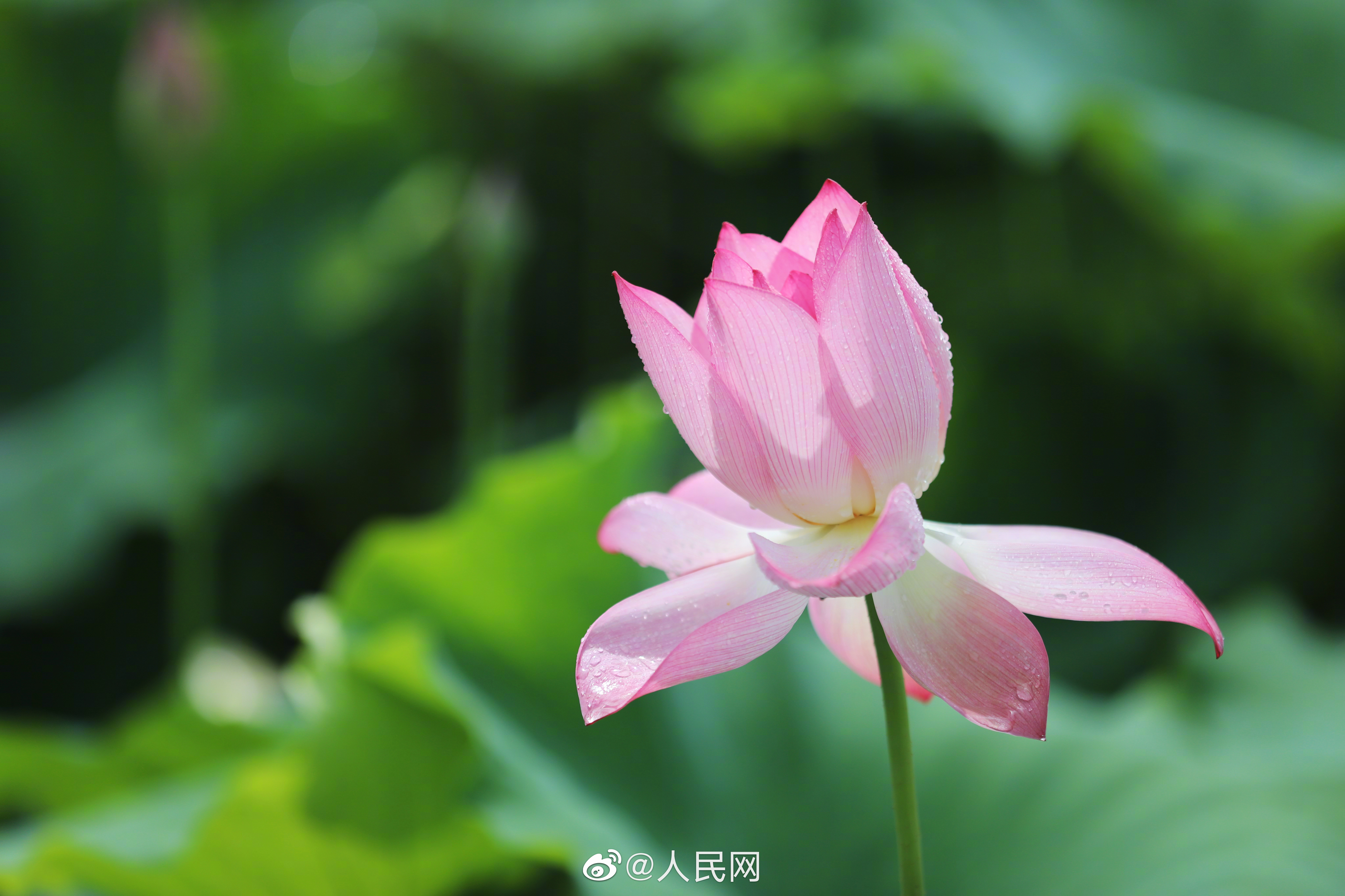 人民网