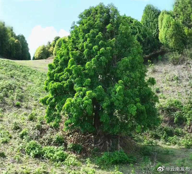 国家Ⅱ级重点保护野生植物落叶木莲现身临沧