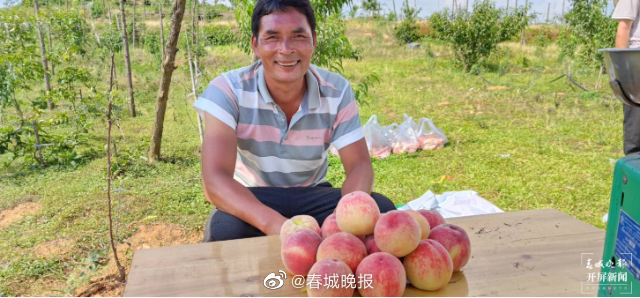 团结兴边看文山｜老钟的桃子熟了！马关特色产业促农增收思路有了好效果