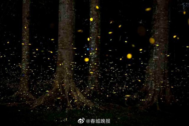 春城晚报