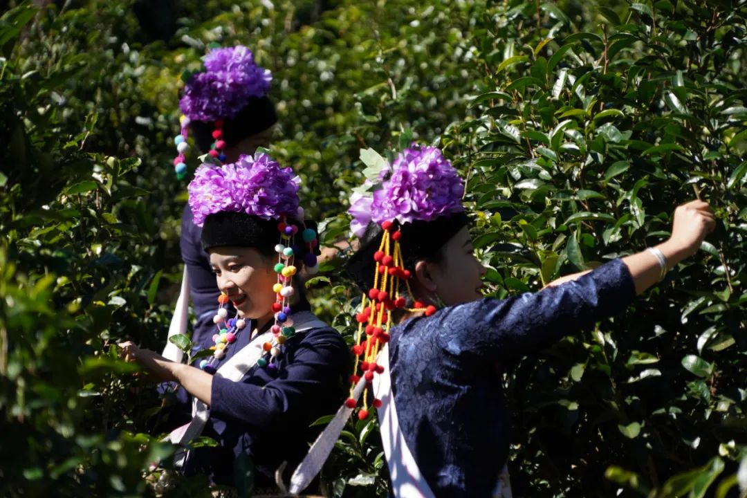 云南省人民政府网