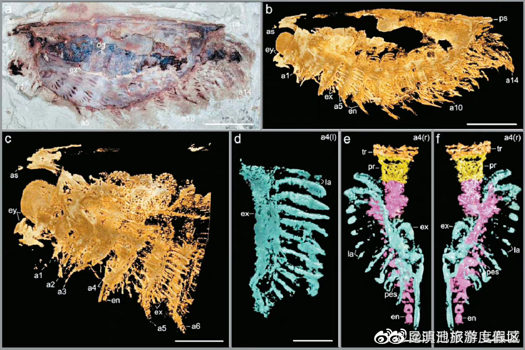 CT告诉你5.2亿年前的“虫子”长这样