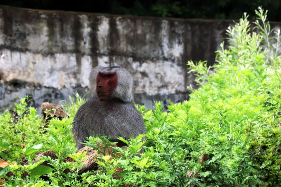 云南野生动物园