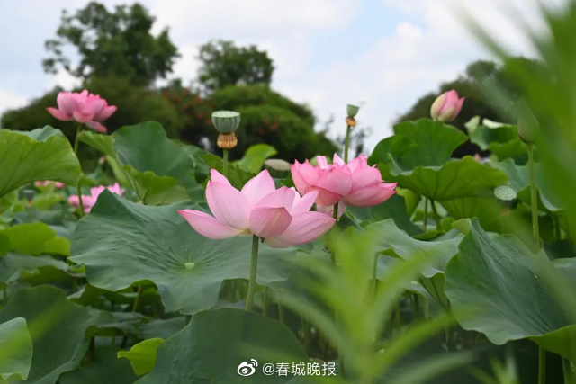 春城晚报