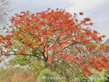 昆明盘龙发布