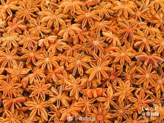 团结兴边看文山｜牙牌村八角飘香 满地铺“黄金”