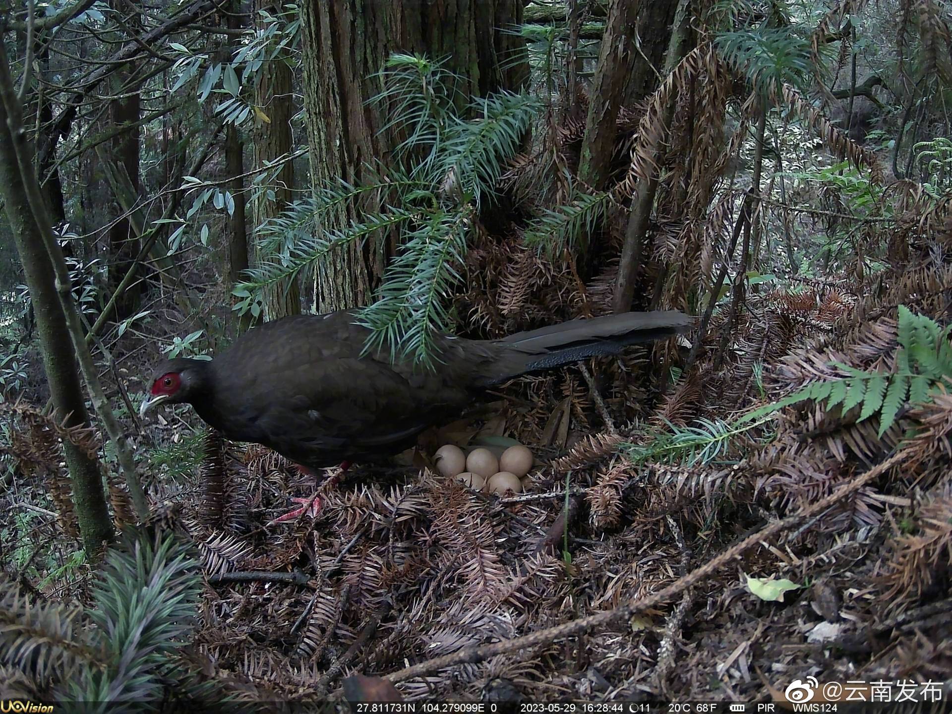 乌蒙山保护区首次拍到国家二级重点保护野生动物白鹇孵蛋画面